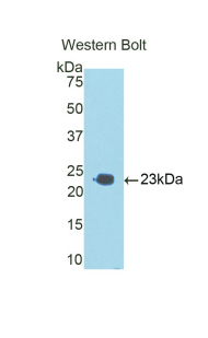 DDIT3 / CHOP Antibody - Western blot of recombinant DDIT3 / CHOP.  This image was taken for the unconjugated form of this product. Other forms have not been tested.