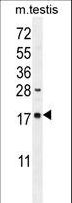DDIT3 / CHOP Antibody - DDIT3 Antibody (C-term A135) western blot of mouse testis tissue lysates (35 ug/lane). The DDIT3 antibody detected the DDIT3 protein (arrow).