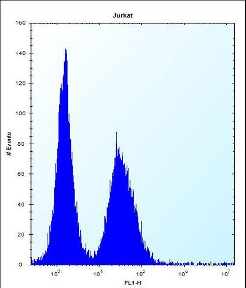 DDIT3 / CHOP Antibody - DDIT3 Antibody flow cytometry of Jurkat cells (right histogram) compared to a negative control cell (left histogram). FITC-conjugated donkey-anti-rabbit secondary antibodies were used for the analysis.