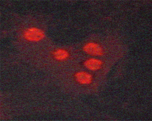 DDIT3 / CHOP Antibody - Staining A549 cells by IF/ICC. The samples were fixed with PFA and permeabilized in 0.1% saponin prior to blocking in 10% serum for 45 min at 37°C. The primary antibody was diluted 1/400 and incubated with the sample for 1 hour at 37°C. A Alexa Fluor 594 conjugated goat polyclonal to rabbit IgG (H+L), diluted 1/600 was used as secondary antibody.