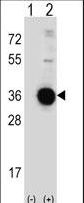 DDIT4 / REDD1 Antibody - Western blot of DDIT4 (arrow) using rabbit polyclonal DDIT4 Antibody. 293 cell lysates (2 ug/lane) either nontransfected (Lane 1) or transiently transfected (Lane 2) with the DDIT4 gene.