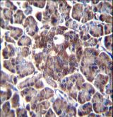 DDIT4 / REDD1 Antibody - DDIT4 Antibody immunohistochemistry of formalin-fixed and paraffin-embedded human pancreas tissue followed by peroxidase-conjugated secondary antibody and DAB staining.