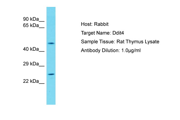 DDIT4 / REDD1 Antibody -  This image was taken for the unconjugated form of this product. Other forms have not been tested.