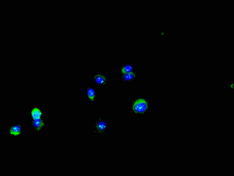 DDIT4 / REDD1 Antibody - Immunofluorescent analysis of Hela cells using DDIT4L Antibody at a dilution of 1:100 and Alexa Fluor 488-congugated AffiniPure Goat Anti-Rabbit IgG(H+L)