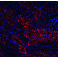 DDIT4 / REDD1 Antibody - Immunofluorescence of RTP801 in mouse kidney tissue with RTP801 antibody at 20 µg/mL.Red: RTP801 Antibody  Blue: DAPI staining
