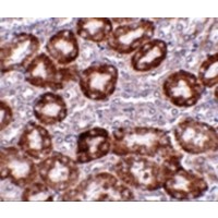 DDIT4 / REDD1 Antibody - Immunohistochemistry of RTP801 in mouse kidney tissue with RTP801 antibody at 5 µg/mL.