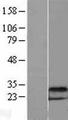 DDIT4 / REDD1 Protein - Western validation with an anti-DDK antibody * L: Control HEK293 lysate R: Over-expression lysate