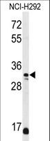 DDO / D-Aspartate Oxidase Antibody - Western blot of DDO Antibody in NCI-H292 cell line lysates (35 ug/lane). DDO (arrow) was detected using the purified antibody.