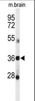 DDO / D-Aspartate Oxidase Antibody - Western blot of DDO Antibody in mouse brain tissue lysates (35 ug/lane). DDO (arrow) was detected using the purified antibody.