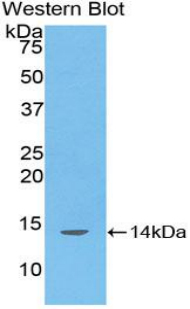 DDO / D-Aspartate Oxidase Antibody - Western blot of recombinant DDO / D-Aspartate Oxidase.  This image was taken for the unconjugated form of this product. Other forms have not been tested.
