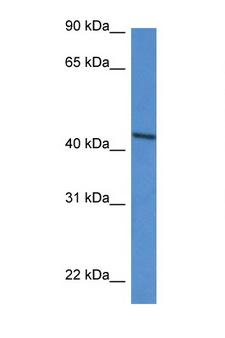 DDO / D-Aspartate Oxidase Antibody - DDO antibody Western blot of HepG2 Cell lysate. Antibody concentration 1 ug/ml.  This image was taken for the unconjugated form of this product. Other forms have not been tested.