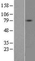 DDO / D-Aspartate Oxidase Protein - Western validation with an anti-DDK antibody * L: Control HEK293 lysate R: Over-expression lysate