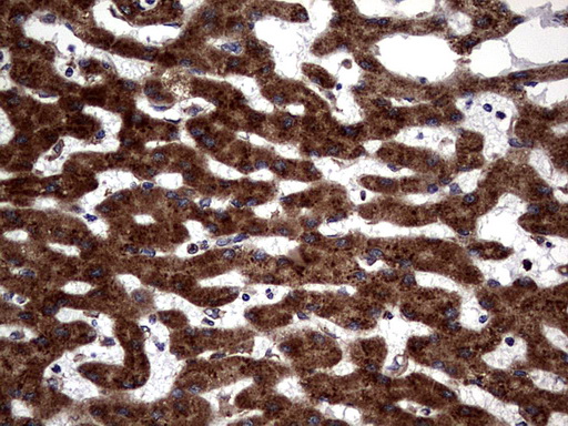 DDOST / OST48 Antibody - IHC of paraffin-embedded Human liver tissue using anti-DDOST mouse monoclonal antibody. (heat-induced epitope retrieval by 1 mM EDTA in 10mM Tris, pH8.5, 120°C for 3min).