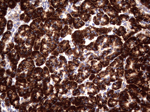 DDOST / OST48 Antibody - IHC of paraffin-embedded Human pancreas tissue using anti-DDOST mouse monoclonal antibody. (heat-induced epitope retrieval by 1 mM EDTA in 10mM Tris, pH8.5, 120°C for 3min).