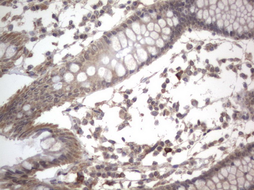 DDOST / OST48 Antibody - IHC of paraffin-embedded Human colon tissue using anti-DDOST mouse monoclonal antibody. (Heat-induced epitope retrieval by 1 mM EDTA in 10mM Tris, pH8.5, 120°C for 3min).
