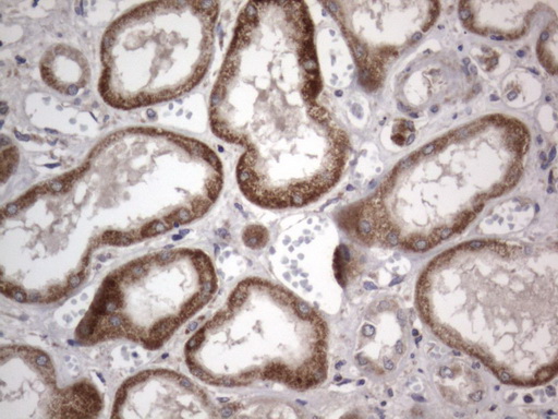 DDOST / OST48 Antibody - IHC of paraffin-embedded Human Kidney tissue using anti-DDOST mouse monoclonal antibody. (Heat-induced epitope retrieval by 1 mM EDTA in 10mM Tris, pH8.5, 120°C for 3min).