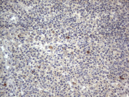 DDOST / OST48 Antibody - IHC of paraffin-embedded Human tonsil using anti-DDOST mouse monoclonal antibody. (Heat-induced epitope retrieval by 1 mM EDTA in 10mM Tris, pH8.5, 120°C for 3min).