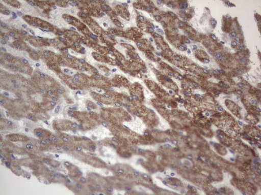 DDOST / OST48 Antibody - IHC of paraffin-embedded Human liver tissue using anti-DDOST mouse monoclonal antibody. (Heat-induced epitope retrieval by 1 mM EDTA in 10mM Tris, pH8.5, 120°C for 3min).