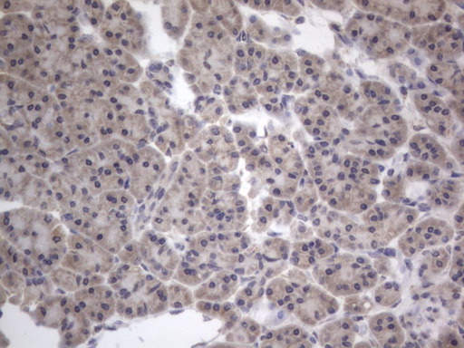DDOST / OST48 Antibody - IHC of paraffin-embedded Human pancreas tissue using anti-DDOST mouse monoclonal antibody. (Heat-induced epitope retrieval by 1 mM EDTA in 10mM Tris, pH8.5, 120°C for 3min).