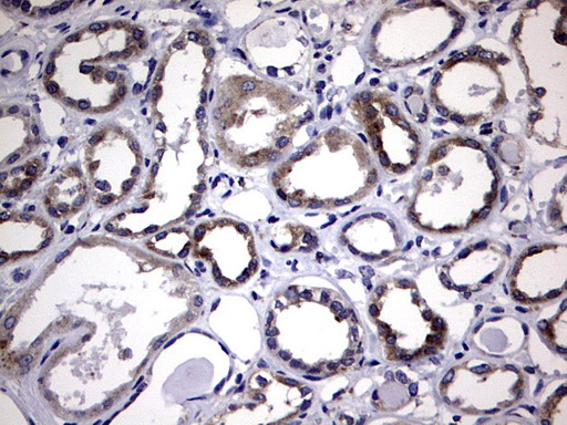 DDOST / OST48 Antibody - IHC of paraffin-embedded Human Kidney tissue using anti-DDOST mouse monoclonal antibody. (Heat-induced epitope retrieval by 1 mM EDTA in 10mM Tris, pH9.0, 120°C for 3min).