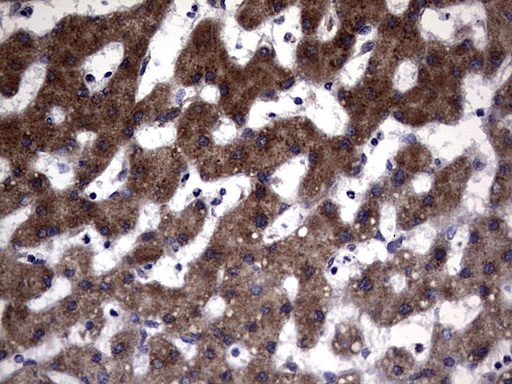 DDOST / OST48 Antibody - IHC of paraffin-embedded Human liver tissue using anti-DDOST mouse monoclonal antibody. (Heat-induced epitope retrieval by 1 mM EDTA in 10mM Tris, pH9.0, 120°C for 3min).