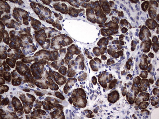DDOST / OST48 Antibody - IHC of paraffin-embedded Human pancreas tissue using anti-DDOST mouse monoclonal antibody. (Heat-induced epitope retrieval by 1 mM EDTA in 10mM Tris, pH9.0, 120°C for 3min).