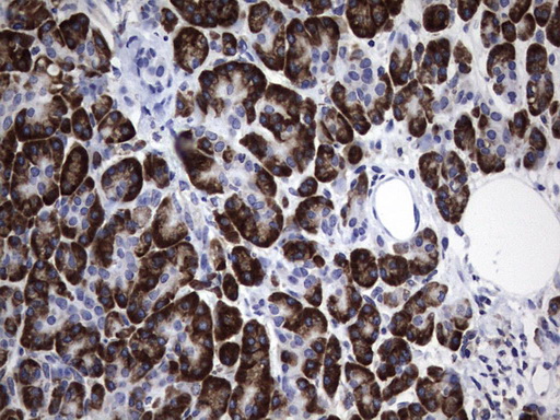 DDOST / OST48 Antibody - IHC of paraffin-embedded Human pancreas tissue using anti-DDOST mouse monoclonal antibody. (Heat-induced epitope retrieval by 1 mM EDTA in 10mM Tris, pH9.0, 120°C for 3min).