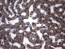 DDOST / OST48 Antibody - IHC of paraffin-embedded Human liver tissue using anti-DDOST mouse monoclonal antibody. (Heat-induced epitope retrieval by 1 mM EDTA in 10mM Tris, pH9.0, 120°C for 3min).