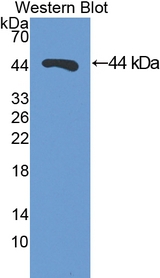 DDOST / OST48 Antibody