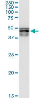 DDOST / OST48 Antibody - DDOST monoclonal antibody (M06), clone 2D7. Western Blot analysis of DDOST expression in MCF-7.