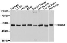 DDOST / OST48 Antibody - Western blot analysis of extracts of various cell lines.