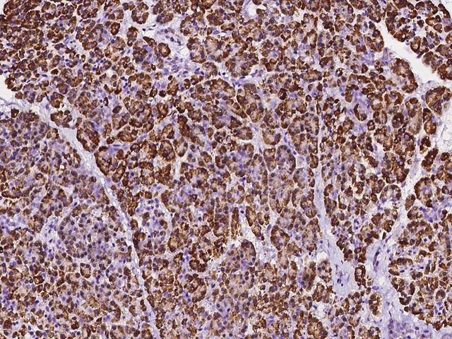 DDOST / OST48 Antibody - Immunochemical staining of human DDOST in human pancreas with rabbit polyclonal antibody at 1:1000 dilution, formalin-fixed paraffin embedded sections.