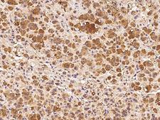 DDRGK1 Antibody - Immunochemical staining DDRGK1 in human adrenal gland with rabbit polyclonal antibody at 1:1000 dilution, formalin-fixed paraffin embedded sections.