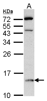 DDT / Dopamine Tautomerase Antibody - Sample (30 ug of whole cell lysate). A: Raji. 15% SDS PAGE. DDT antibody diluted at 1:500.