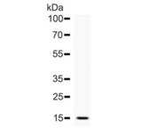 DDT / Dopamine Tautomerase Antibody - Western blot testing of human recombinant protein with DDT antibody.