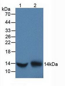 DDT / Dopamine Tautomerase Antibody - Western Blot; Sample: Lane1: Human Liver Tissue; Lane2: Human Hela Cells.