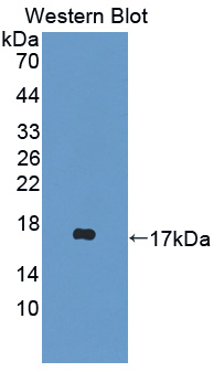 DDT / Dopamine Tautomerase Antibody - Western blot of DDT / Dopamine Tautomerase antibody.