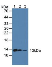 DDT / Dopamine Tautomerase Antibody - Western Blot; Sample: Lane1: Mouse Liver Tissue; Lane2: Mouse Pancreas Tissue; Lane3: Mouse Lung Tissue.