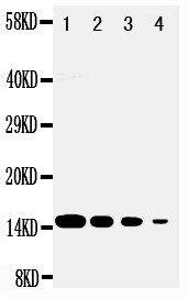 DDT / Dopamine Tautomerase Antibody - WB of DDT antibody. All lanes: Anti-DDT at 0.5ug/ml. Lane 1: Recombinant Human DDT Protein 10ng. Lane 2: Recombinant Human DDT Protein 5ng. Lane 3: Recombinant Human DDT Protein 2.5ng. Lane 4: Recombinant Human DDT Protein 1.25ng. Predicted bind size: 15KD. Observed bind size: 15KD.