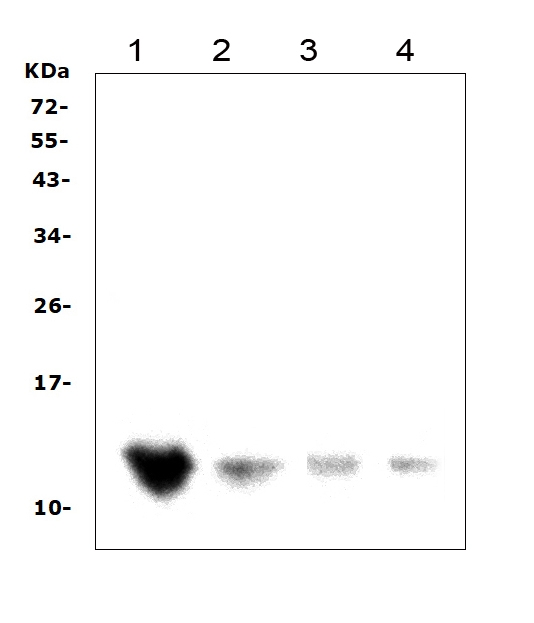 DDT / Dopamine Tautomerase Antibody - Western blot analysis of DDT using anti-DDT antibody. Electrophoresis was performed on a 5-20% SDS-PAGE gel at 70V (Stacking gel) / 90V (Resolving gel) for 2-3 hours. The sample well of each lane was loaded with 50ug of sample under reducing conditions. Lane 1: rat liver tissue lysates, Lane 2: rat testis tissue lysates, Lane 3: mouse liver tissue lysates, Lane 4: mouse testis tissue lysates. After Electrophoresis, proteins were transferred to a Nitrocellulose membrane at 150mA for 50-90 minutes. Blocked the membrane with 5% Non-fat Milk/ TBS for 1.5 hour at RT. The membrane was incubated with rabbit anti-DDT antigen affinity purified polyclonal antibody at 0.5 µg/mL overnight at 4°C, then washed with TBS-0.1% Tween 3 times with 5 minutes each and probed with a goat anti-rabbit IgG-HRP secondary antibody at a dilution of 1:10000 for 1.5 hour at RT. The signal is developed using an Enhanced Chemiluminescent detection (ECL) kit with Tanon 5200 system. A specific band was detected for DDT at approximately 13KD. The expected band size for DDT is at 13KD.