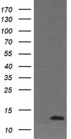 DDT / Dopamine Tautomerase Antibody - HEK293T cells were transfected with the pCMV6-ENTRY control (Left lane) or pCMV6-ENTRY DDT (Right lane) cDNA for 48 hrs and lysed. Equivalent amounts of cell lysates (5 ug per lane) were separated by SDS-PAGE and immunoblotted with anti-DDT.