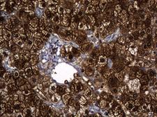 DDT / Dopamine Tautomerase Antibody - IHC of paraffin-embedded Human liver tissue using anti-DDT mouse monoclonal antibody.