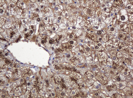 DDT / Dopamine Tautomerase Antibody - IHC of paraffin-embedded Human liver tissue using anti-DDT mouse monoclonal antibody.