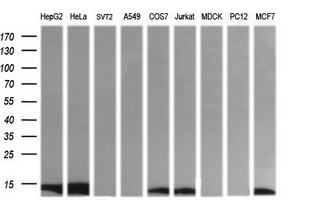 DDT / Dopamine Tautomerase Antibody - Western blot of extracts (35ug) from 9 different cell lines by using anti-DDT monoclonal antibody (HepG2: human; HeLa: human; SVT2: mouse; A549: human; COS7: monkey; Jurkat: human; MDCK: canine; PC12: rat; MCF7: human).