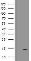 DDT / Dopamine Tautomerase Antibody - HEK293T cells were transfected with the pCMV6-ENTRY control (Left lane) or pCMV6-ENTRY DDT (Right lane) cDNA for 48 hrs and lysed. Equivalent amounts of cell lysates (5 ug per lane) were separated by SDS-PAGE and immunoblotted with anti-DDT.