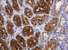 DDT / Dopamine Tautomerase Antibody - IHC of paraffin-embedded Human Kidney tissue using anti-DDT mouse monoclonal antibody.