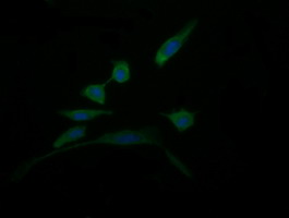 DDT / Dopamine Tautomerase Antibody - Immunofluorescent staining of HeLa cells using anti-DDT mouse monoclonal antibody.