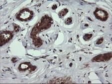 DDT / Dopamine Tautomerase Antibody - IHC of paraffin-embedded Human breast tissue using anti-DDT mouse monoclonal antibody.