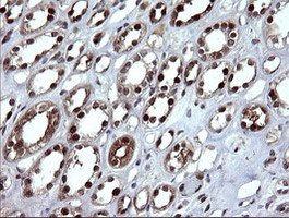 DDT / Dopamine Tautomerase Antibody - IHC of paraffin-embedded Human Kidney tissue using anti-DDT mouse monoclonal antibody.