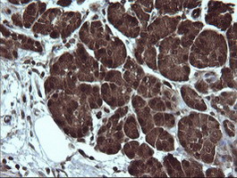 DDT / Dopamine Tautomerase Antibody - IHC of paraffin-embedded Human pancreas tissue using anti-DDT mouse monoclonal antibody.